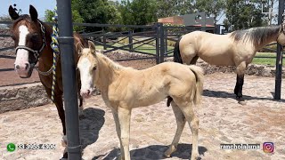 Visita a Rancho La Luna en Zapopan Jalisco  Parte 1 de 2  Yeguas de Cría y potrillada 2024 [upl. by Rhett207]