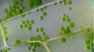 Cyclosis  Cytoplasmic streaming in plant cells Elodea  DIC microscope 1250x [upl. by Innos]