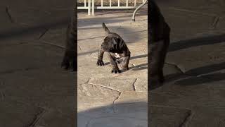 Show Stopping Neapolitan Mastiff Puppy [upl. by Domel]