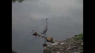 Heron Call [upl. by Samson]