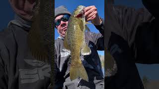 Megabass Vision 110 Jerkbait Vermont Smallmouth shorts youtubeshorts jerkbaitfishing smallmouth [upl. by Jedediah]