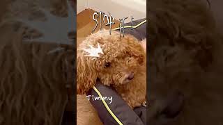 Angry poodleleave a puppy alonerelaxing Jackapoo Timmy [upl. by Ann]