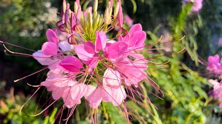 Adding the beautifully unique Cleome spider flower to your garden and attracting pollinators [upl. by Teddi66]