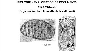 6 La mitochondrie  Thème  Organisation fonctionnelle de la cellule [upl. by Bartolemo625]