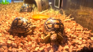 Setting Up Leopard Pardalis Tortoise Terrarium Enclosure [upl. by Eselahc]