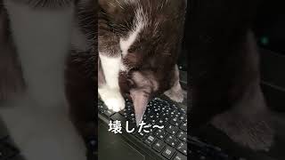 【ミラクルｗ】 猫がキーボードで爪研ぎするとこうなりますｗ shorts YouTubeshort [upl. by Wadsworth]