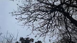 Squirrel Eating the Buds on HorseChestnut Tree [upl. by Hughie]