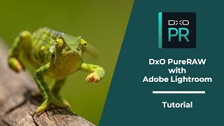 DxO PureRaw with Adobe Lightroom⎢Tutorial [upl. by Notrub]