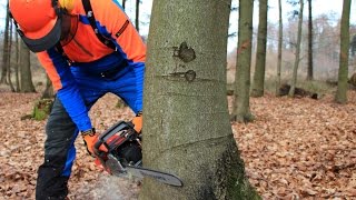 Baum fällen  sicher und richtig Teil 1 Grundlagen [upl. by Helbonna]