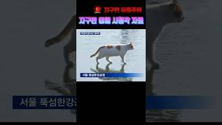 지구인 유출금지 🌌🪐🌍 음원출처 행복한피자빵 큰고양이 출처 사이버도깨비 [upl. by Liagaba557]