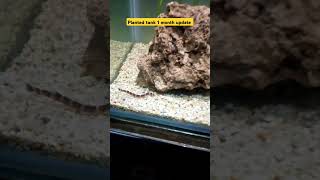 plantedtank 1 Month update 🌵☘️ shorts ytshorts bettafish [upl. by Rofotsirk]