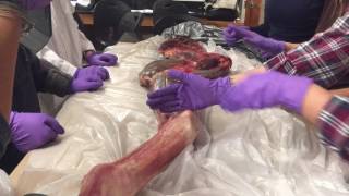 Equine Forelimb Dissection [upl. by Anahsat]