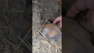 Holland lops babies update 2 rabbitry babybunny cute fypシ゚viral [upl. by Avehsile]