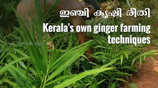 Keralas own Ginger Farming techniques  ഇഞ്ചി കൃഷി രീതി [upl. by Nedaj]