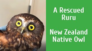 A Rescued Ruru New Zealand Native Owl [upl. by Lauder]