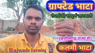 कलमी भाटा grafted baigan ki kheti बैंगन की रोपाई कैसे करे ।brinjal farmingVNR212 [upl. by Kaule]