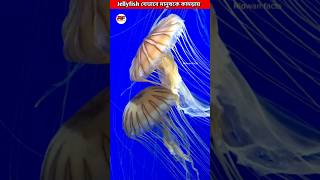 Jellyfish যেভাবে মানুষকে কামড়ায়😱 How Jellyfish Sting Works shorts ytshorts facts [upl. by Lachlan]