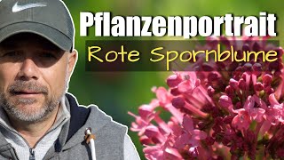 Pflanzenportrait  Rote Spornblume [upl. by Ashford]