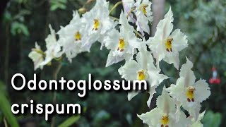 Orquídea Odontoglossum crispum [upl. by Idid]