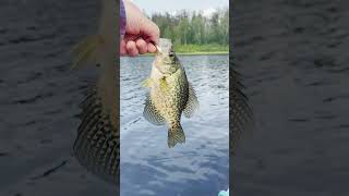 North Cross Lake  Crappie Fishing [upl. by Aleekat144]