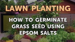 How to Germinate Grass Seed Using Epsom Salts [upl. by Arita]