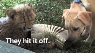 A cheetah and puppy became best friends at a zoo [upl. by Cecilia]