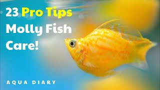 23 Essential Tips For Molly Fish Owners [upl. by Horatius]