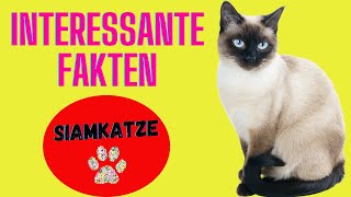 5 Außergewöhnliche Fakten über die Siamkatze [upl. by Ecargyram539]