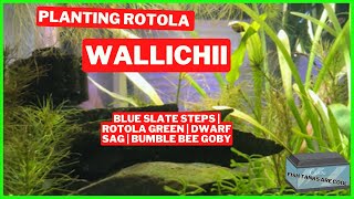 Planting Rotala Wallichii  3 Gallon Slate Staircase Aquascape  Planted Aquarium [upl. by Klos]