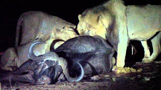 Leones cazando de noche [upl. by Melesa]