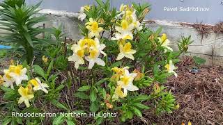 Rhododendrons in the northern Urals [upl. by Narih]