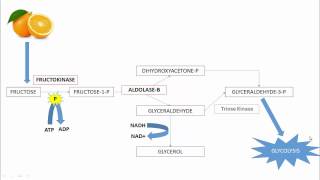 12DaysinMarch Fructose Metabolism for USMLE Step One [upl. by Bevash]