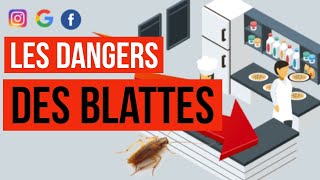 Désinsectisation  Quels sont les dangers et les risques sanitaires causés par les blattes cafards [upl. by Alocin792]