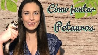 Como hacer la introducción juntar petaurossugar glider [upl. by Huda]