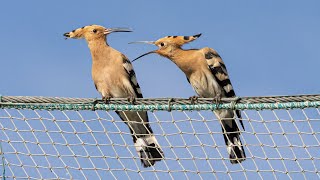 HOOPOE CALL Eurasian Hoopoe in Spain birding on the Ebro Delta [upl. by Belier920]