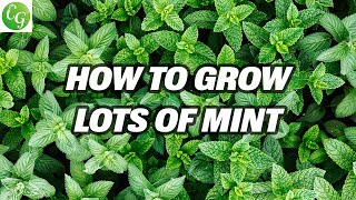 Mint Mastery Grow Abundant Mint Varieties Easily  Complete Herb Garden Guide [upl. by Saxon]