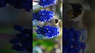 🌾☆⁴•² Grape Hyacinth Genus Muscari in Asparagus Family Asparagaceae¹ [upl. by Treblig]