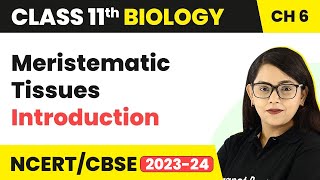 Meristematic Tissues  Introduction  Anatomy of Flowering Plants I Class 11 Biology [upl. by Bolte]