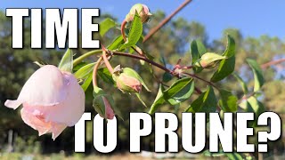 Pruning a Climbing Rose  Fall Blitz Day 27 [upl. by Feigin976]