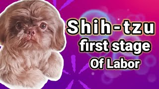 SHIHTZU IN LABOR dog shihtzu doglabor [upl. by Wj]