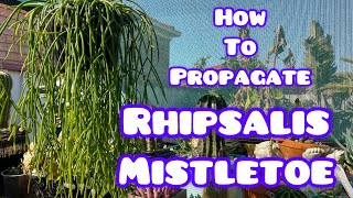 How To Propagate Rhipsalis Mistletoe [upl. by Almond]