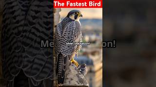 The fastest flying bird in the world  The birth of death falcon falcons fastestbirds birds [upl. by Einor]