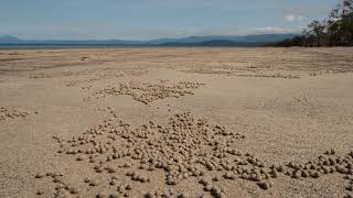 Timelapse of sand bubbler crabs feeding filtering detritus and plankton from sand Australia [upl. by Hittel]