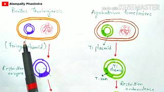 Bt cotton production  Bacillus thuringiensis  Action of Bt toxin  Advantages  Cry gene [upl. by Siusan]