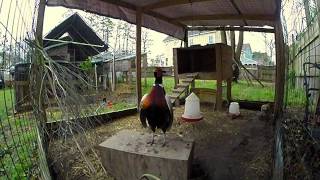 Ringneck Pheasant Courtship [upl. by Ahselrac]