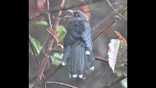 Blackbellied Malkoha 小綠嘴地鹃 [upl. by Haseefan]