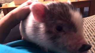 Pot belly baby mini pig gets on mommys lap [upl. by Malik]