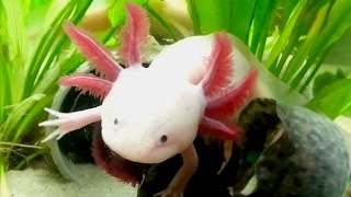 Axolotl Cool Cute Aquarium Mexican Salamander [upl. by Tletski]