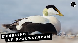 Eider is een echte zeespecialist  Radio  Vroege Vogels [upl. by Salba]