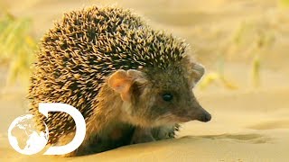 Cute But Vicious Hedgehog Attacks A Deadly Viper  Wildest Middle East [upl. by Iglesias]